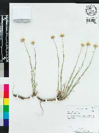 Erigeron pulcherrimus image