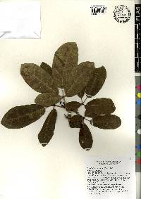 Tabebuia haemantha image