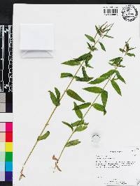 Epilobium halleanum image