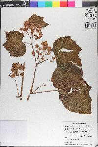 Begonia extranea image