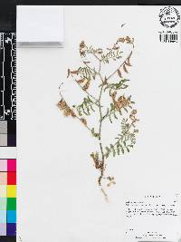 Astragalus subcinereus image