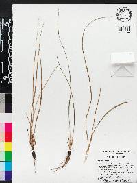 Hypoxis sessilis image