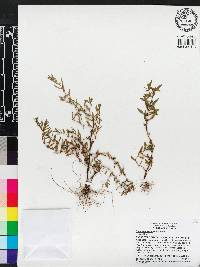 Rotala ramosior image