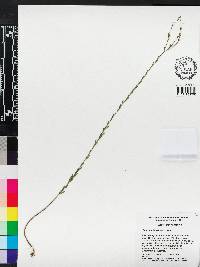 Linum medium image