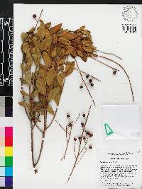 Bejaria racemosa image