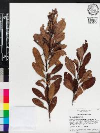 Myrica heterophylla image