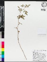 Rosa palustris image