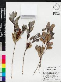Cliftonia monophylla image