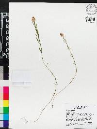 Polygala cruciata image