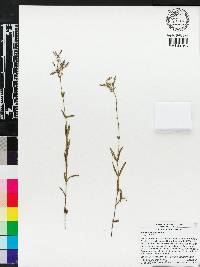 Phlox floridana image