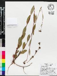 Ludwigia maritima image