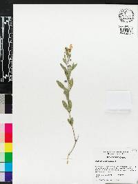 Scutellaria multiglandulosa image