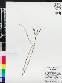 Linum floridanum image