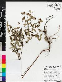 Pycnanthemum albescens image