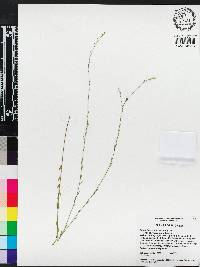 Linum floridanum image