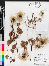 Clematis reticulata image