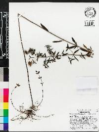 Pycnanthemum flexuosum image