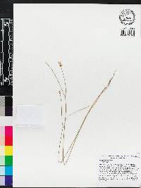 Polygala incarnata image