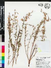 Dicerandra linearifolia image