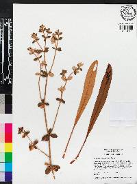 Eriogonum tomentosum image