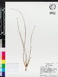 Hypoxis wrightii image