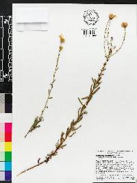 Chrysopsis gossypina subsp. hyssopifolia image