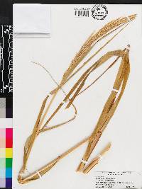 Spartina alterniflora image