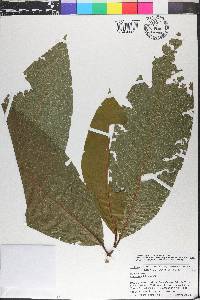 Coccoloba latifolia image