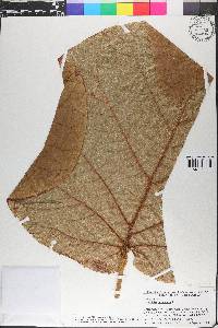 Coccoloba pubescens image
