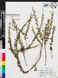 Calamintha coccinea image