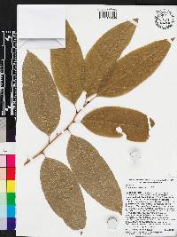 Oxydendrum arboreum image