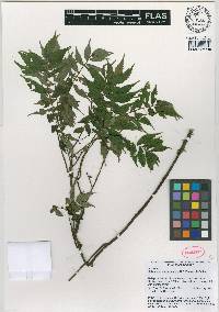 Elatostema purpurascens image