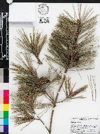 Pinus glabra image