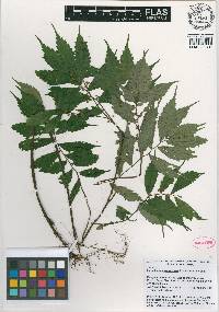 Elatostema purpurascens image