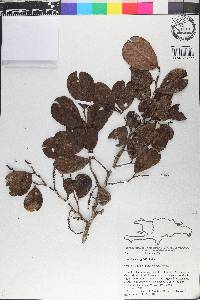 Coccoloba wrightii image