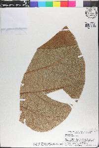 Coccoloba pubescens image