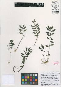 Elatostema purpurascens image
