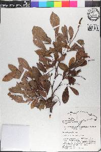 Coccoloba pauciflora image
