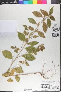 Acalypha arvensis image