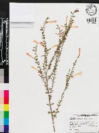 Calamintha coccinea image