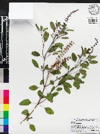 Ocimum tenuiflorum image