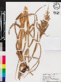 Echinochloa walteri image