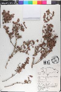 Coccoloba incrassata image