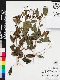 Diospyros subrhomboidea image