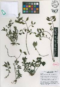 Elatostema purpurascens image