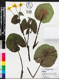 Caltha palustris image