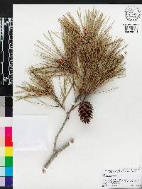 Pinus glabra image