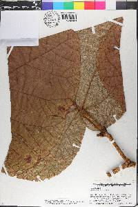 Coccoloba pubescens image