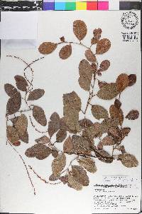 Coccoloba swartzii image