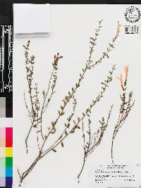Calamintha coccinea image